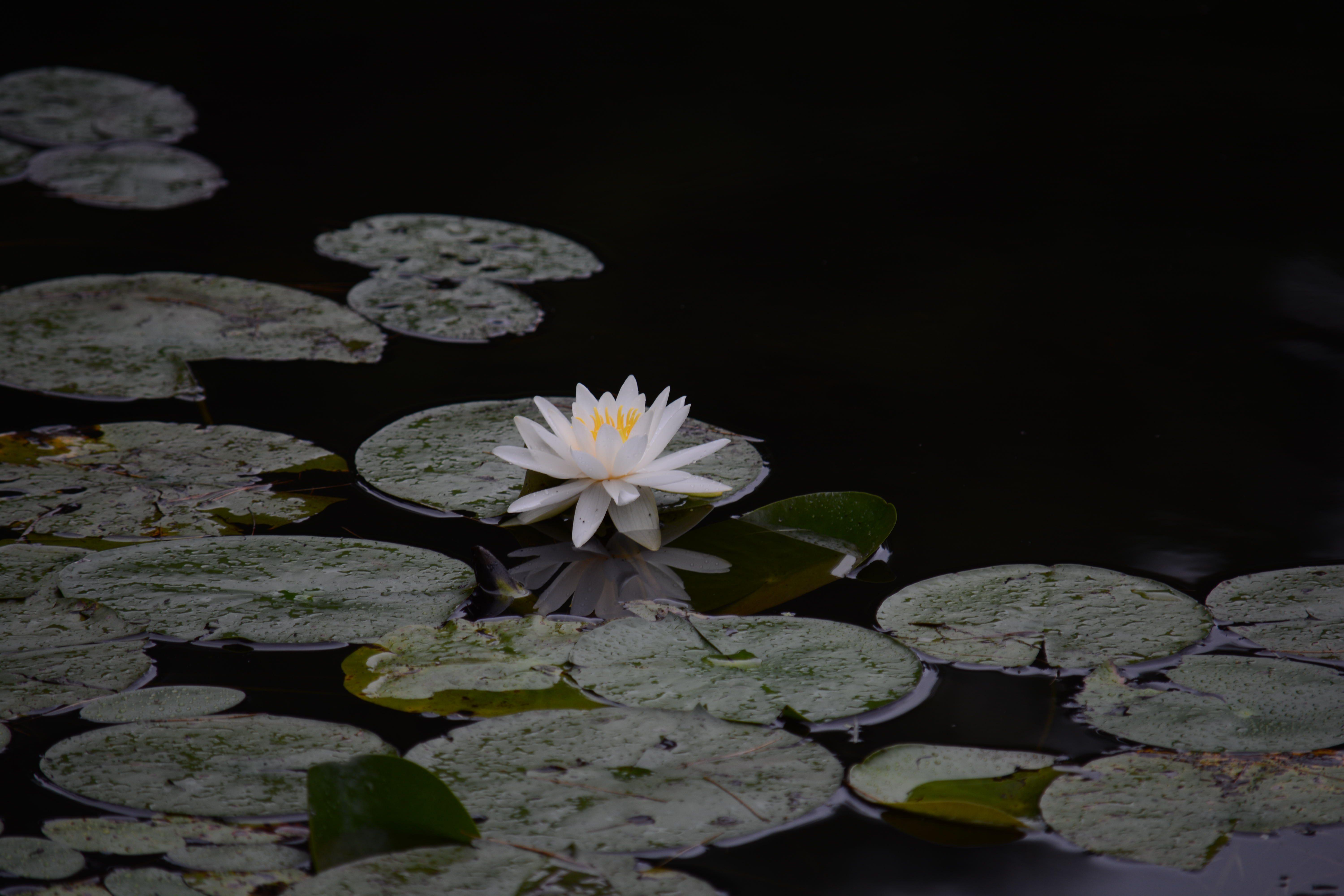 White Pond Lily